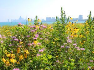 A field of flowers with a city skyline in the background.