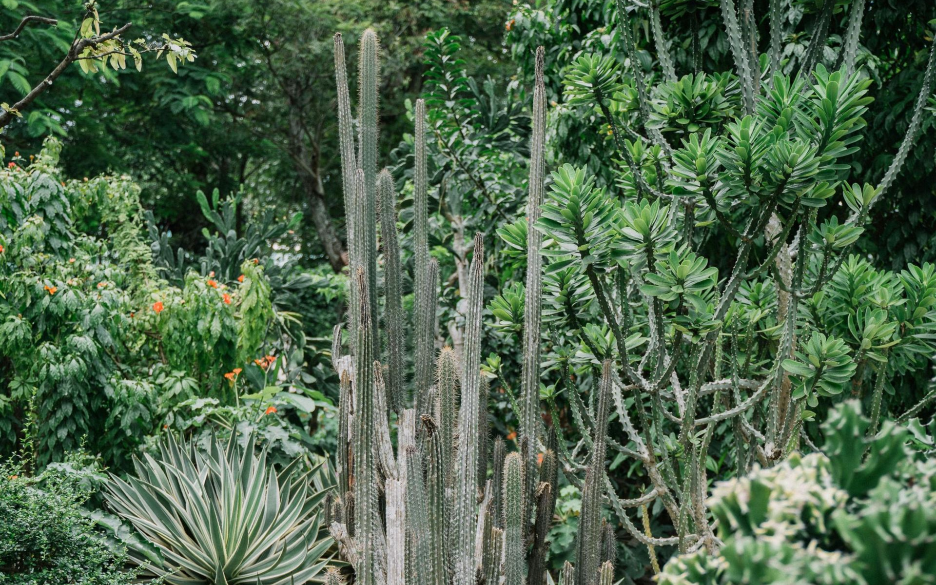 A green plant arrangement with a cactus positioned in the center.