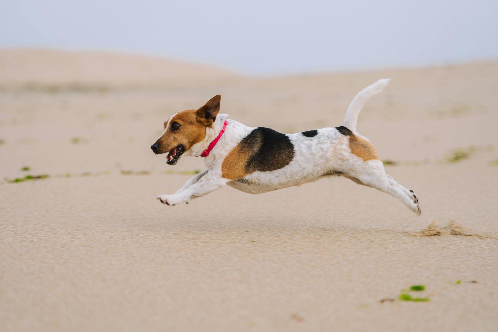 A small dog is running on a sandy beach.