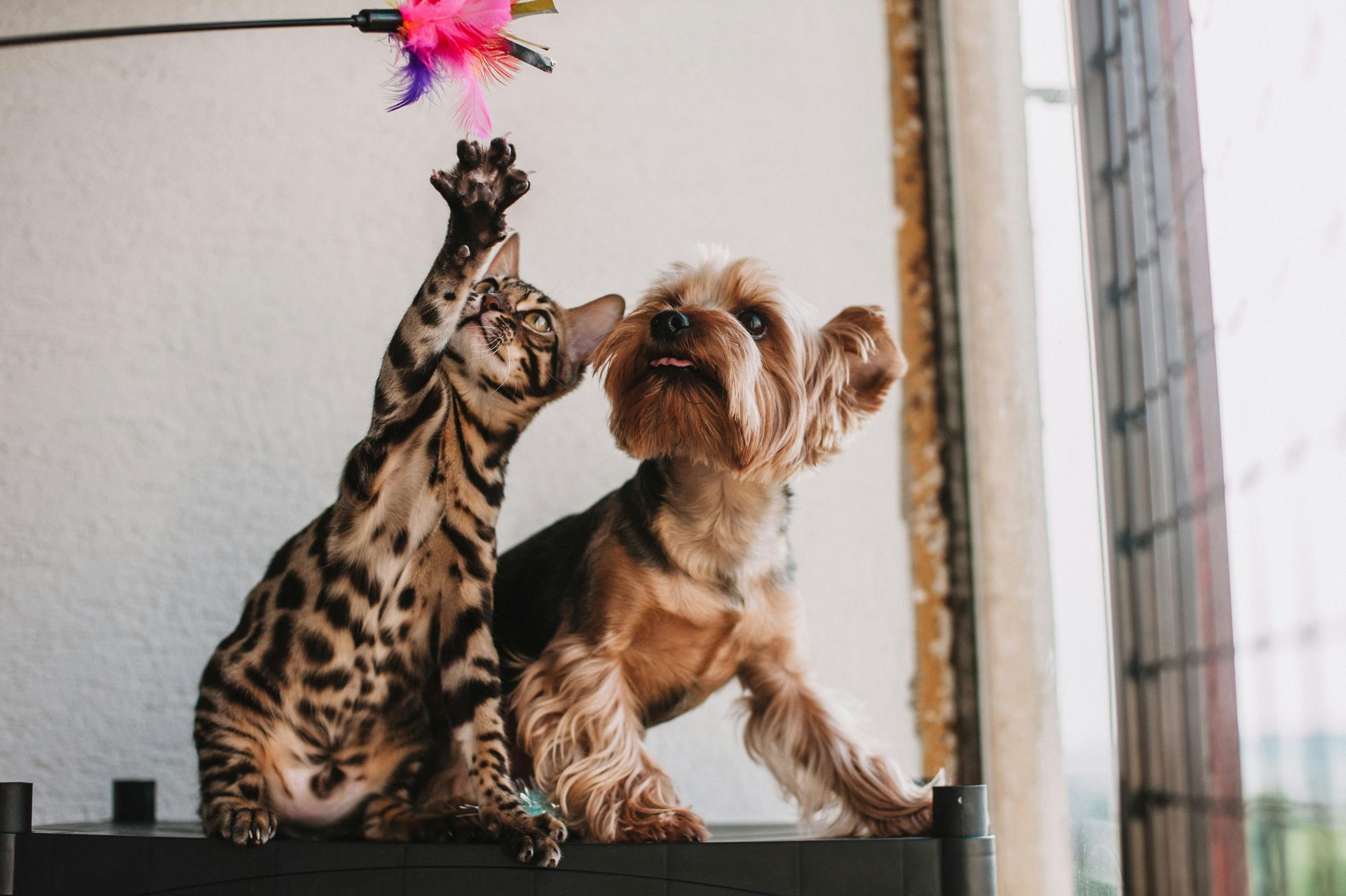 A cat and a dog are playing with a toy.