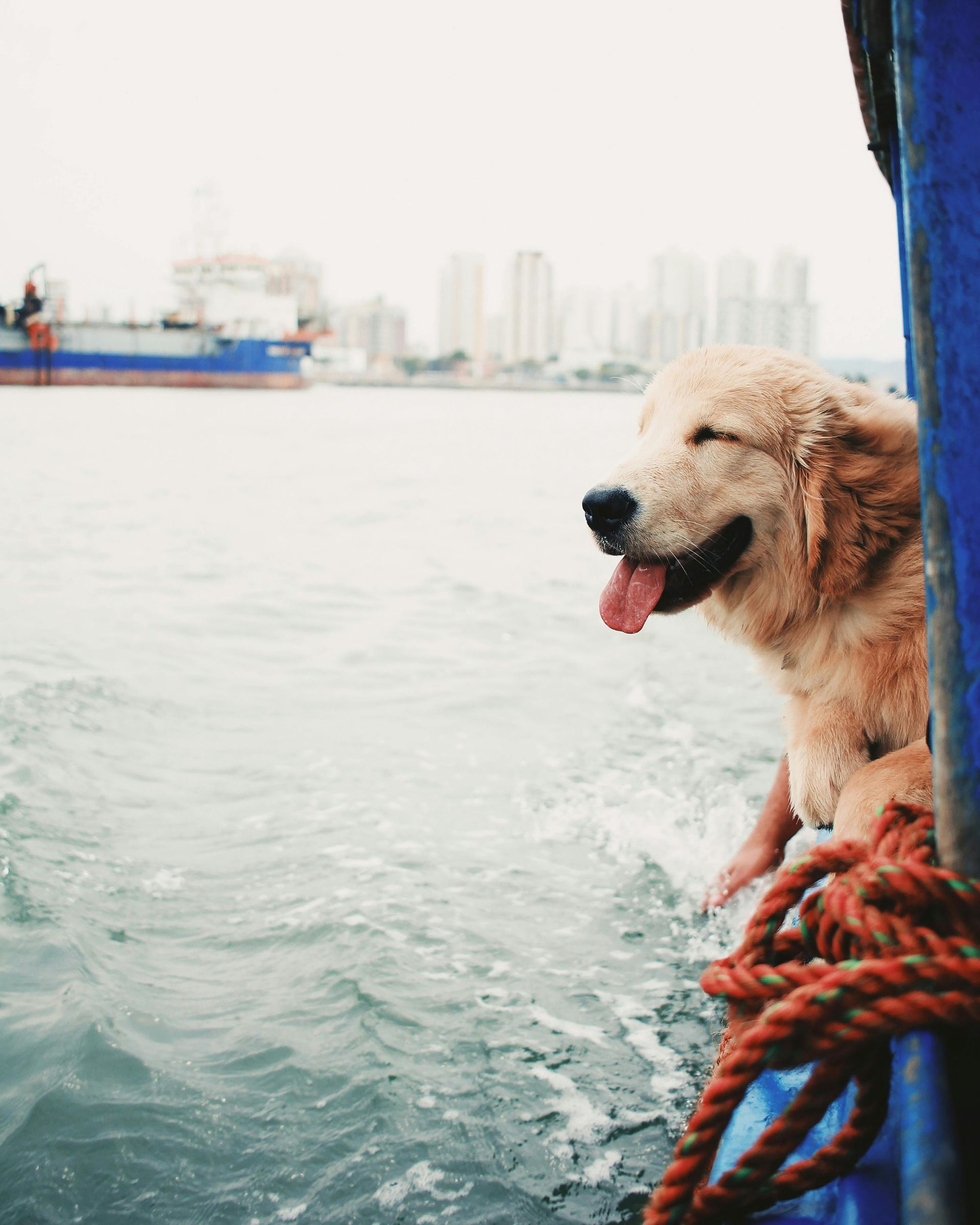 A dog is sitting on a boat looking out over the water.