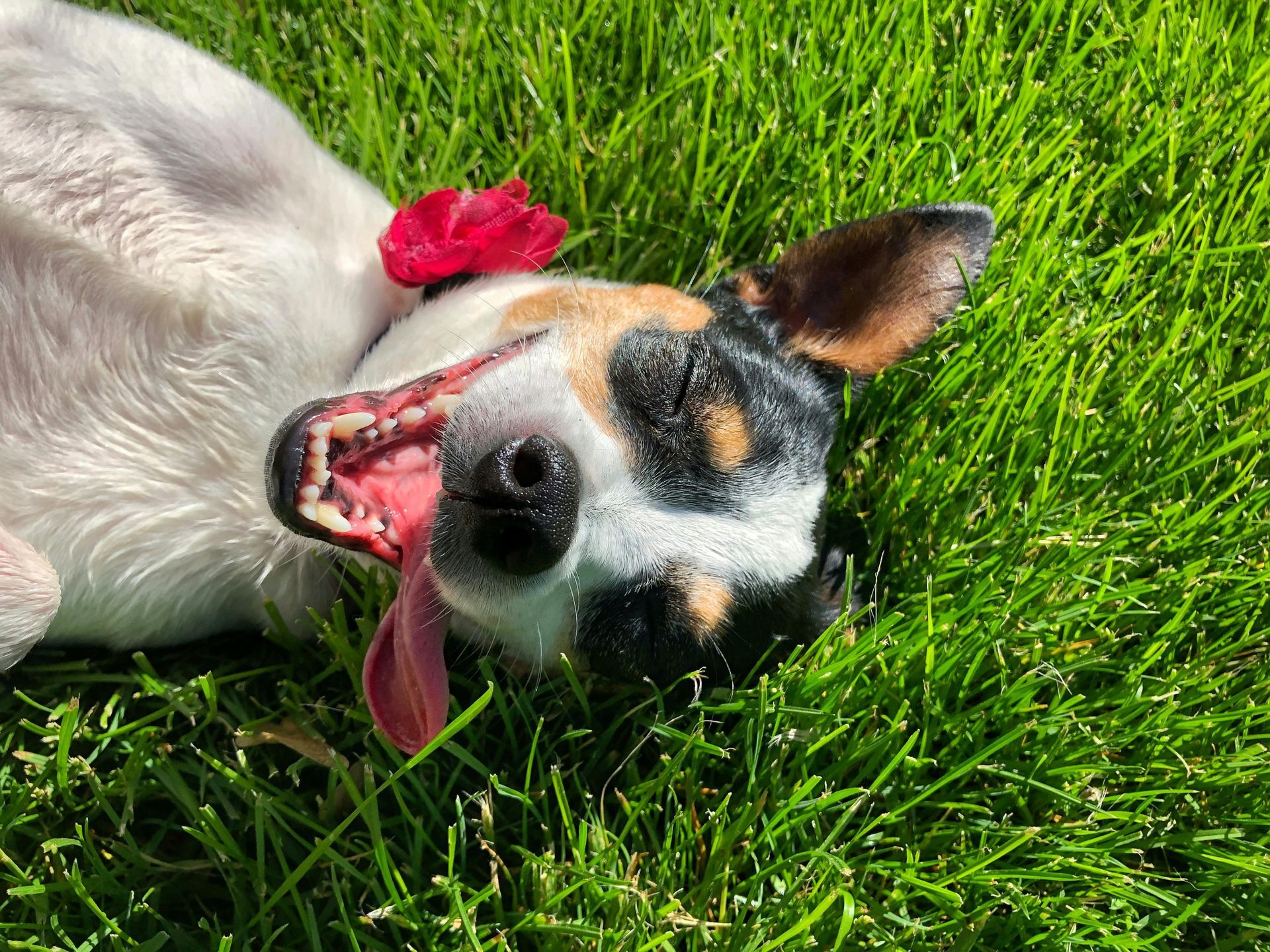 A dog is laying on its back in the grass with its tongue hanging out.