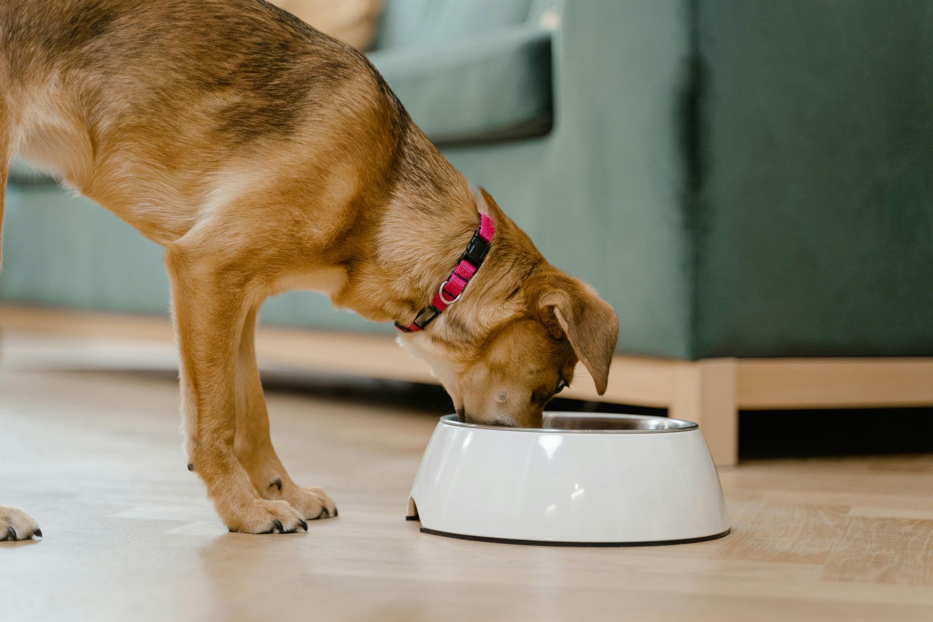 A dog is eating from a white bowl in a living room.