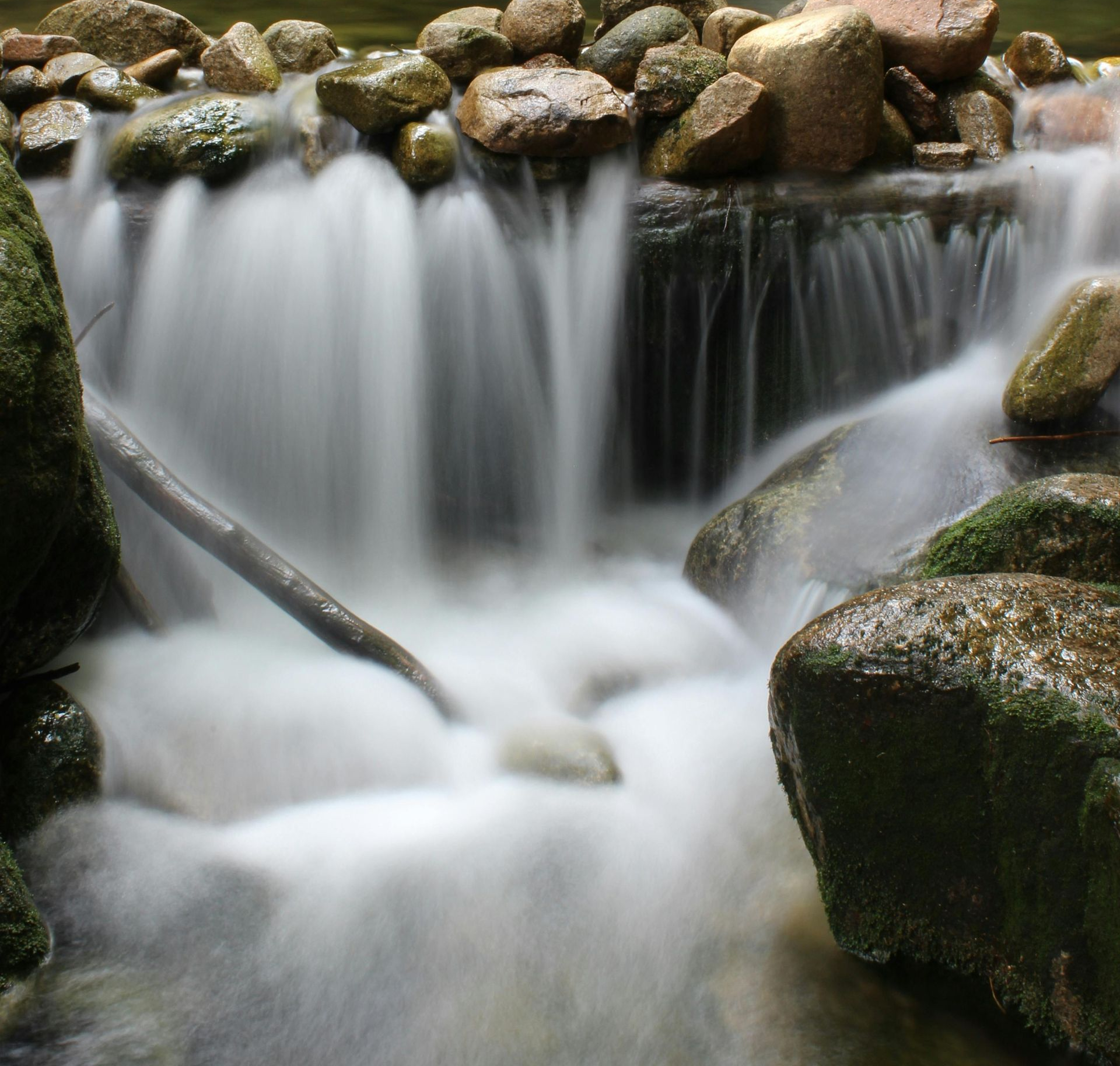 A family is walking through the woods holding hands.