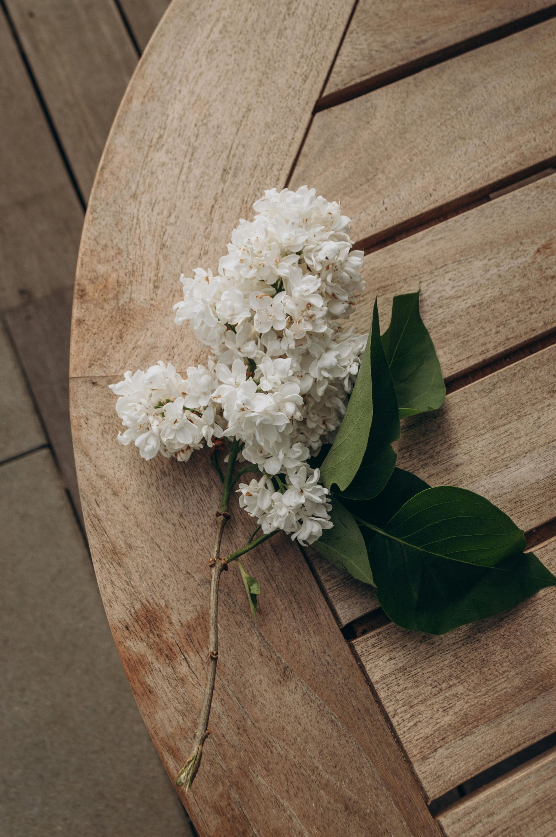 A bunch of white flowers and green leaves on a wooden table.