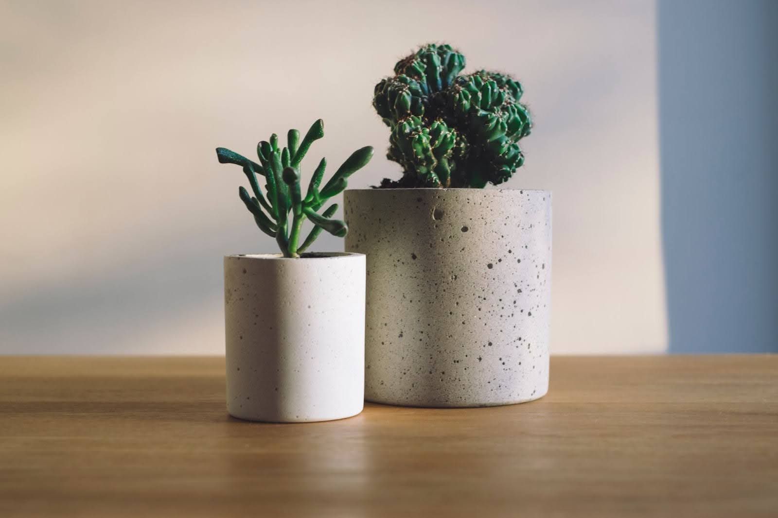 Miniture gray pots with cacti plants