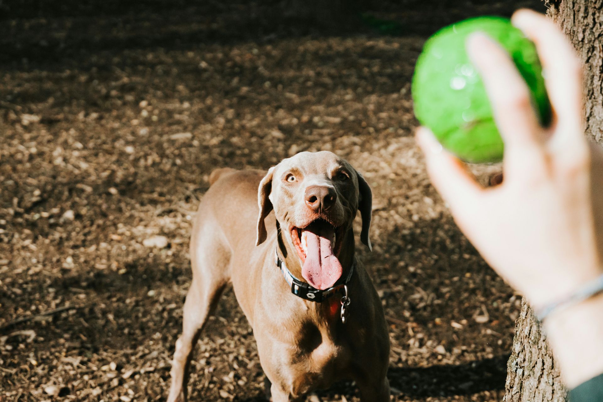 A person is holding a green ball in front of a dog.