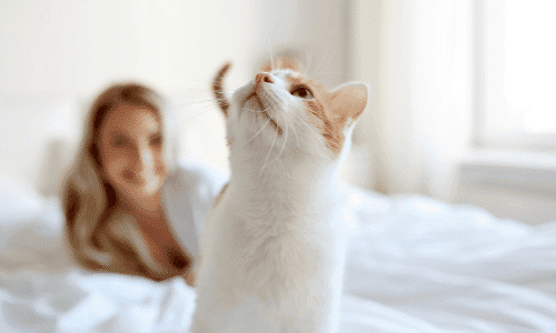A white and ginger cat sits on a white bed looking up, with a blurred person resting in the background.