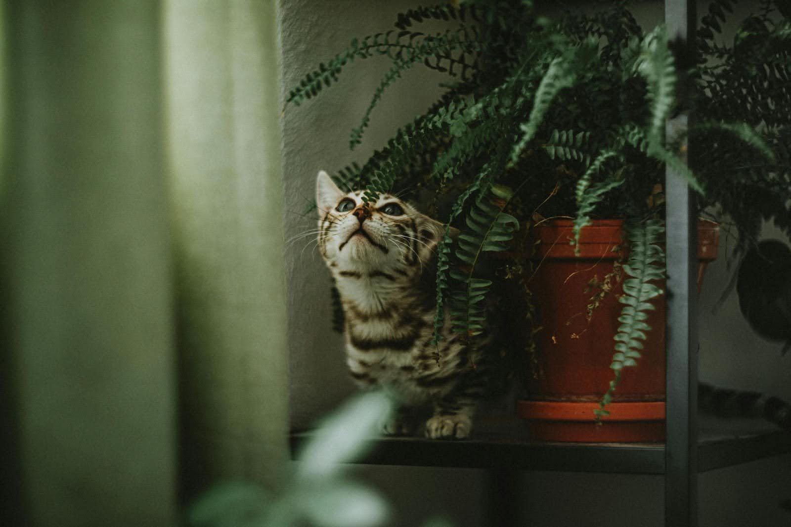 A cat is sitting on a shelf next to a potted plant.