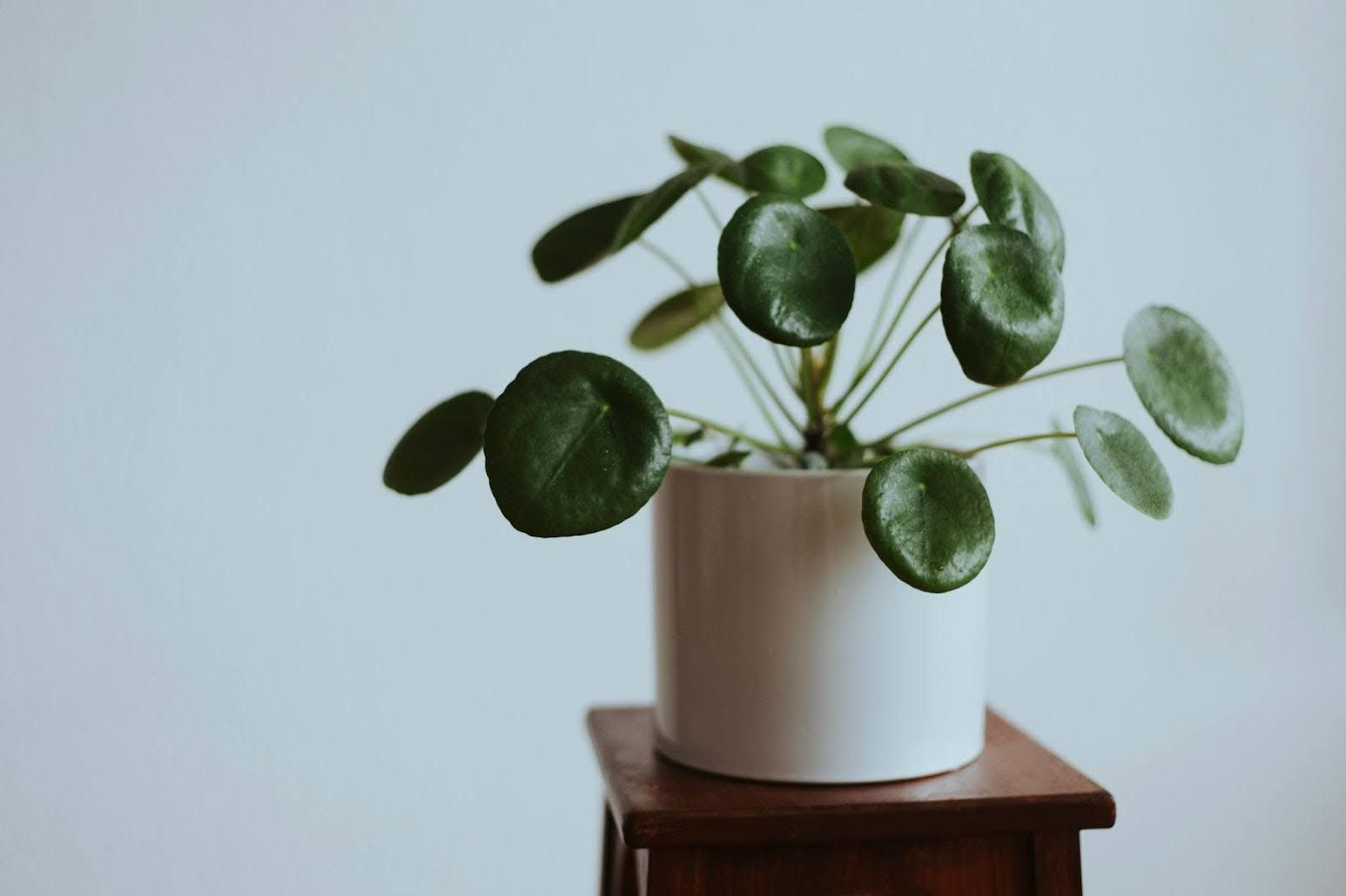 A potted plant is sitting on a wooden table.