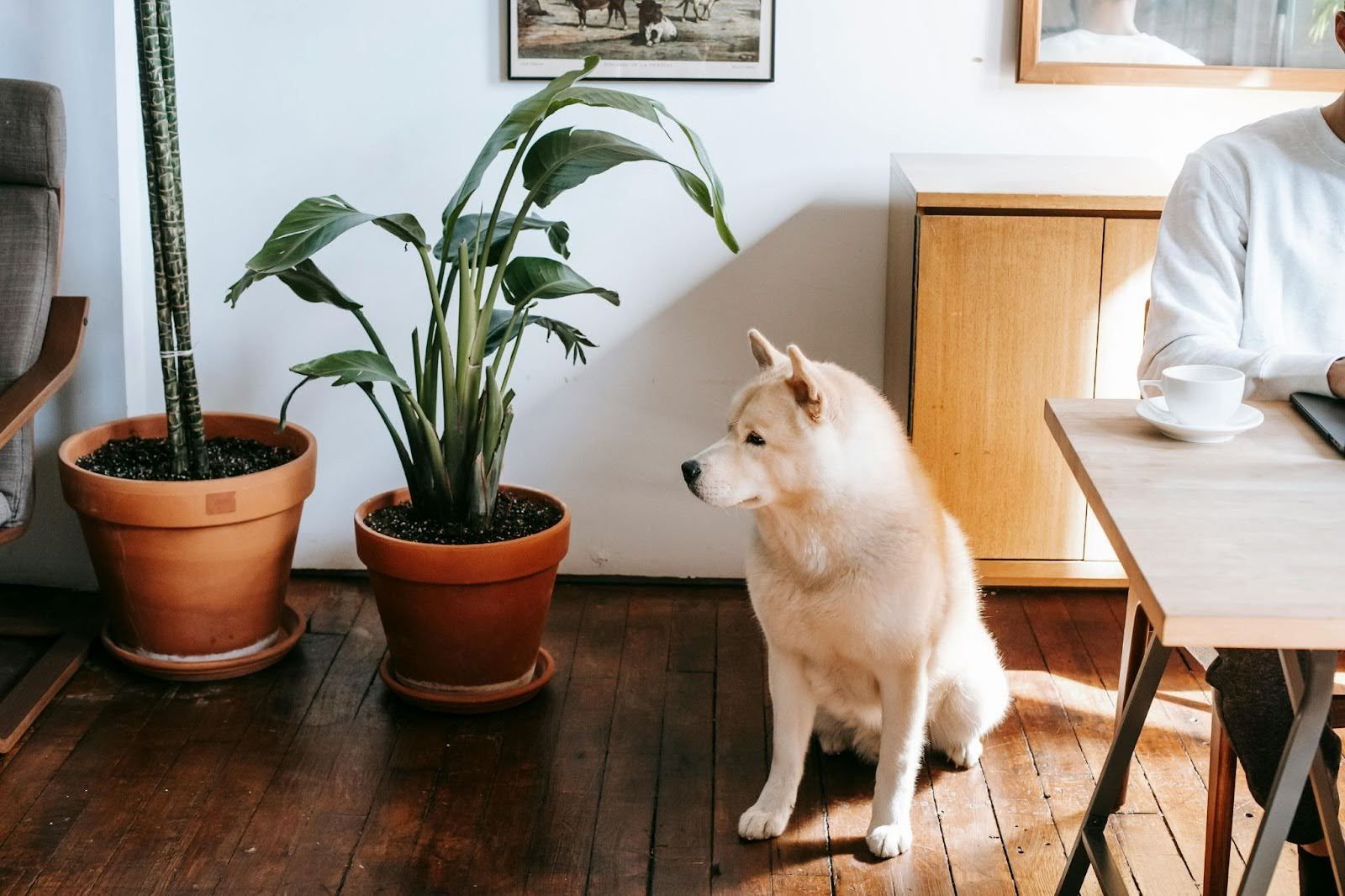 A dog is sitting on the floor next to a potted plant in a living room.