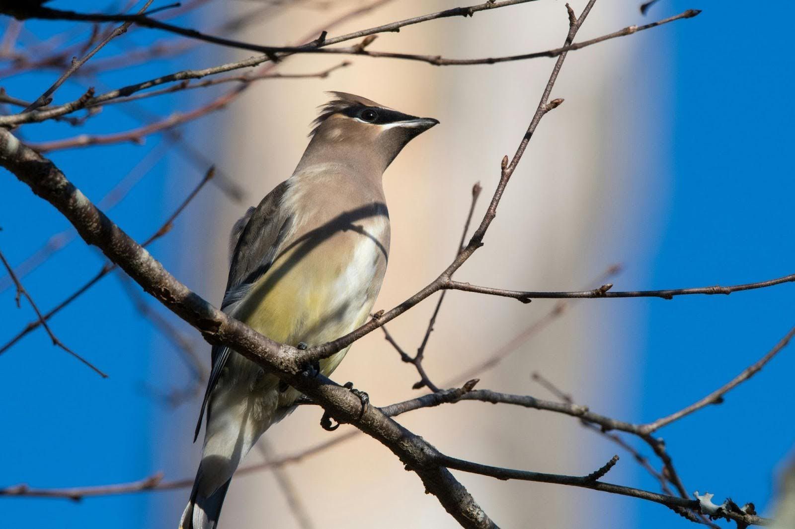 Bird in tree