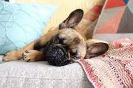 A tan French Bulldog puppy with a black mask sleeping on a light grey sofa with a blue pillow and a patterned blanket.