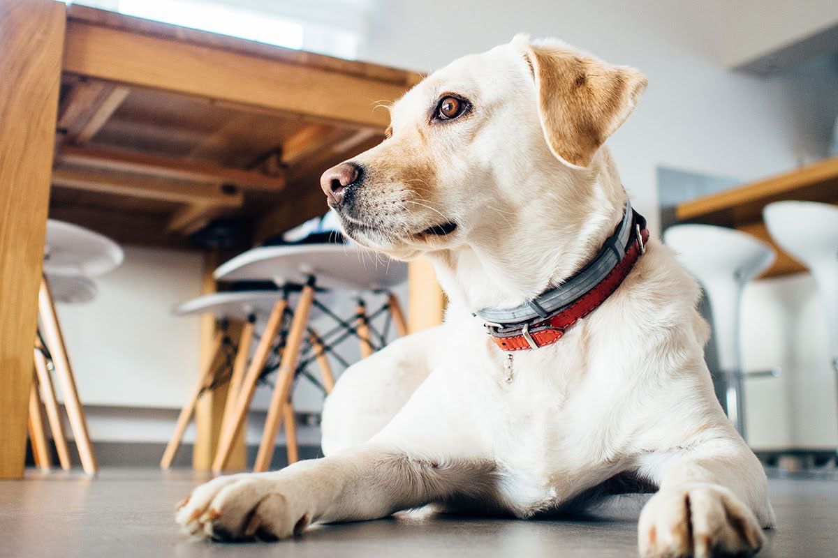 A light-colored dog with a red and gray collar lying on a floor near wooden furniture and stools.