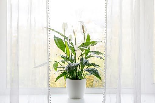 A peace lily plant with white blooms in a white pot, sitting on a windowsill behind sheer white curtains.