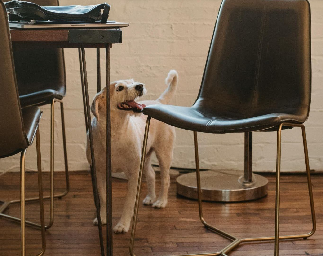 A happy light-colored dog stands on a wood floor under a table, looking up toward a nearby modern chair.