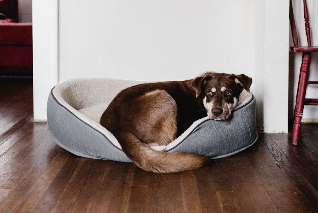 A dog is laying in a dog bed on a wooden floor.