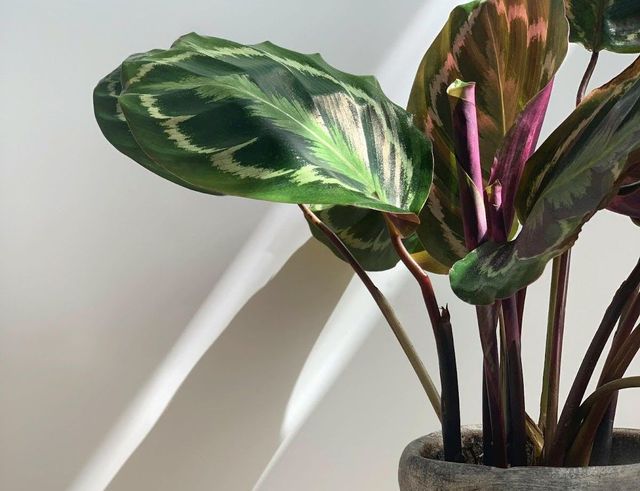 Pet-Friendly Plants for Your Apartment