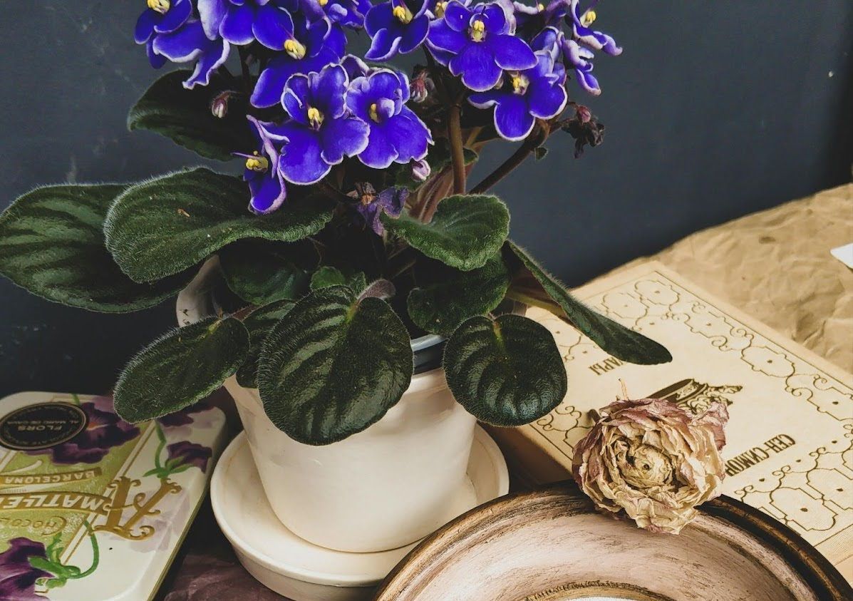 A potted plant with purple flowers is sitting on a table next to a book.