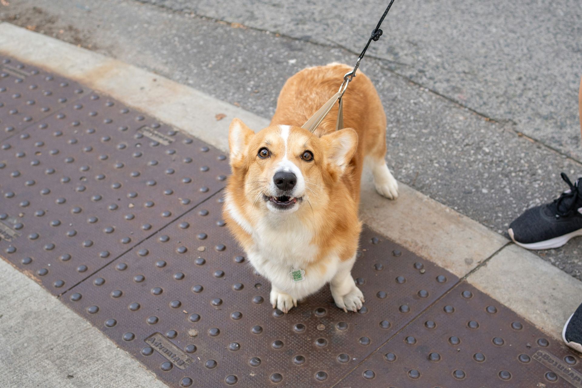 A corgi dog on a leash is standing on a sidewalk next to a manhole cover.