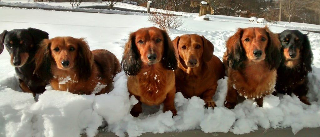 Dogs in snow