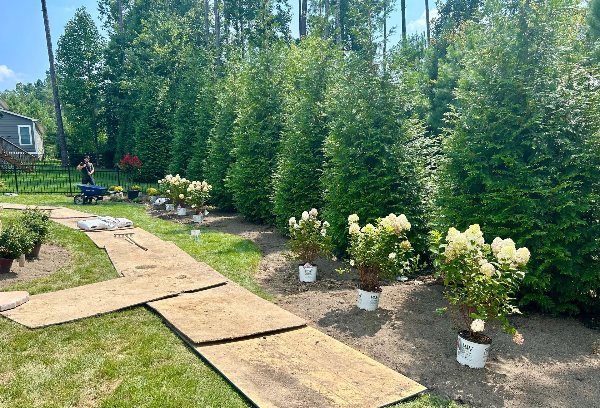 A row of tall arborvitae trees borders a garden bed with potted white hydrangea bushes and a path made of mulch mats.