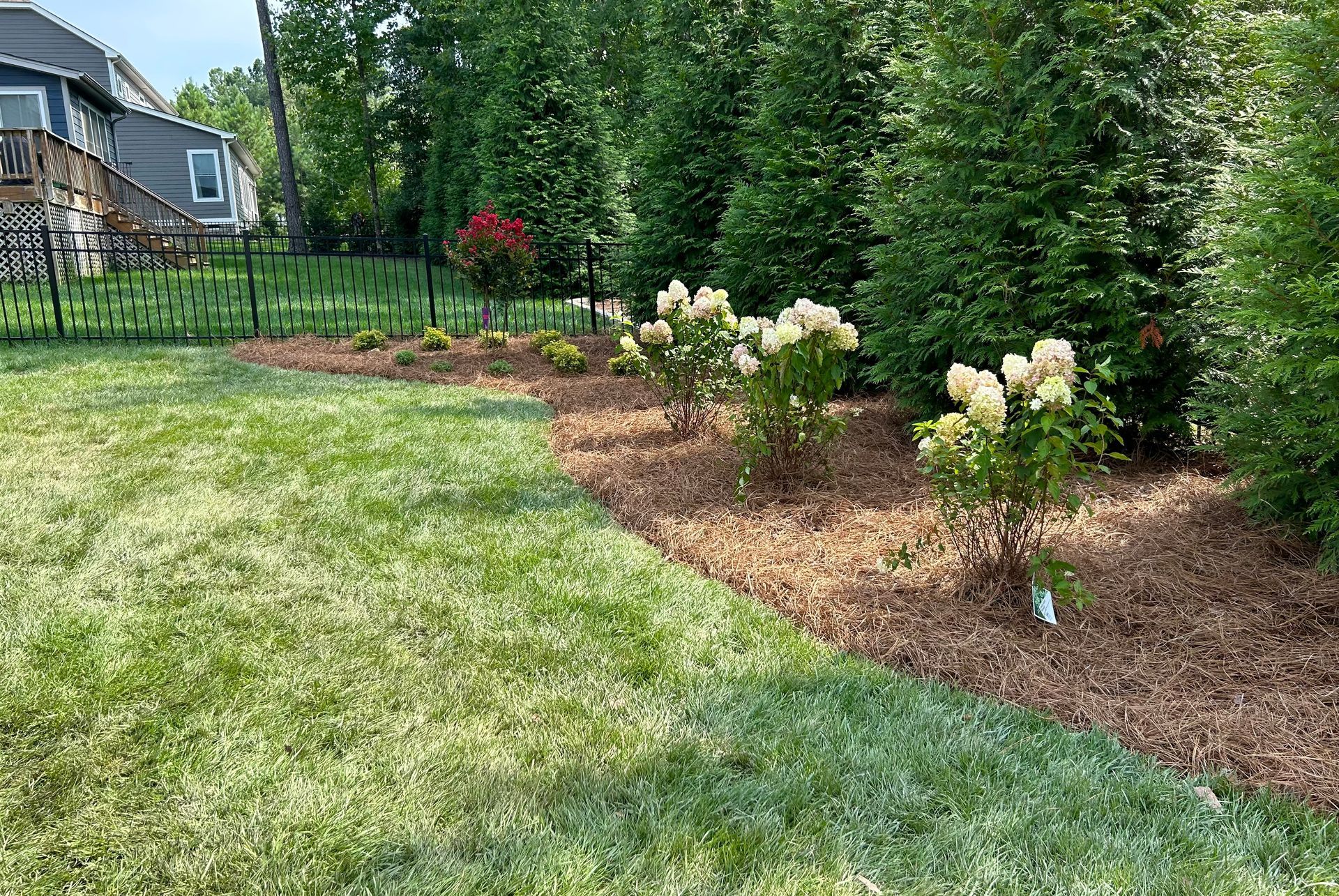 A backyard garden bed with white hydrangea bushes, wood mulch, and a row of tall green privacy trees near a metal fence.