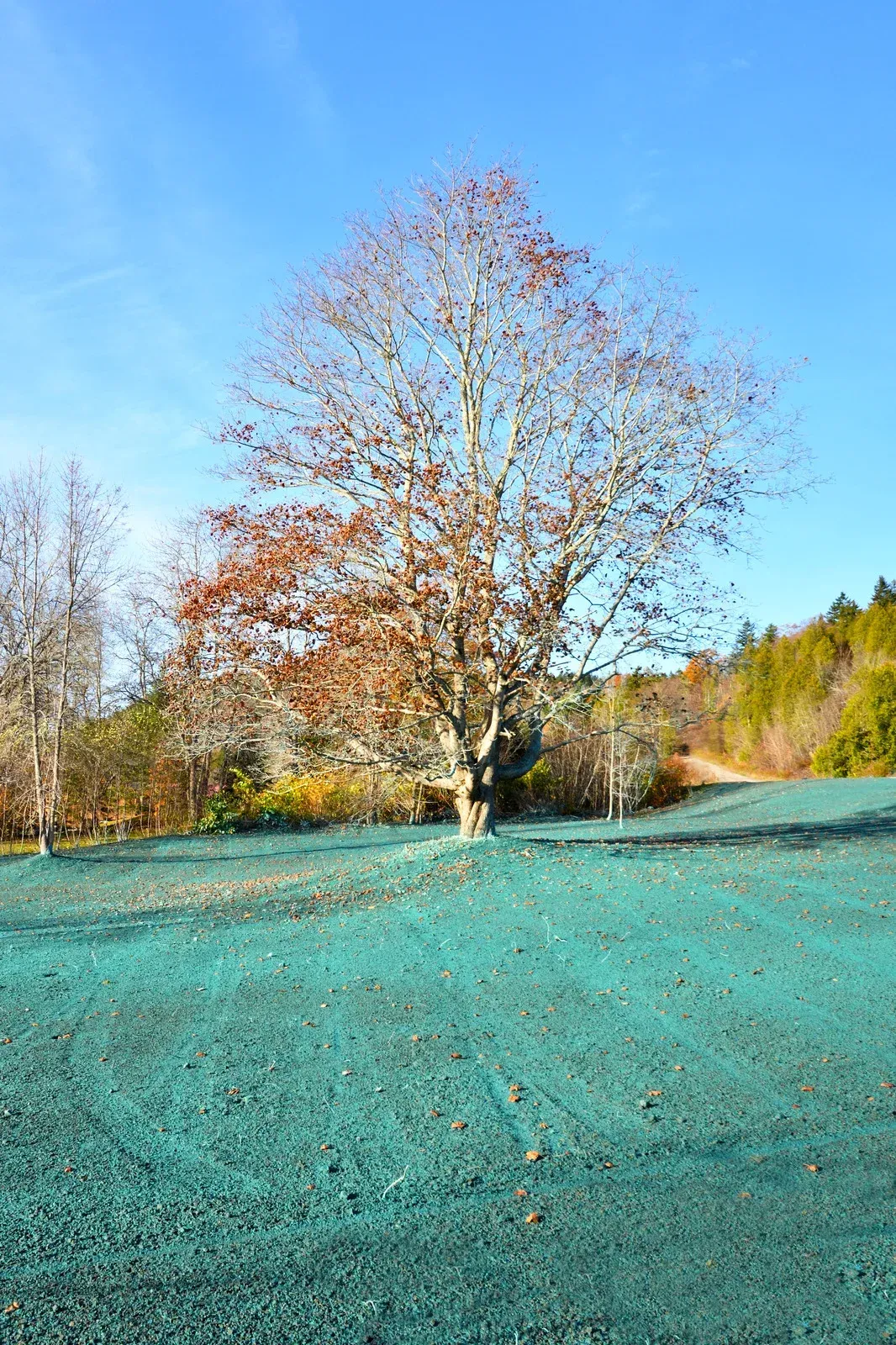 A large deciduous tree stands in a field covered in a bright green layer of hydroseed, under a clear blue sky.