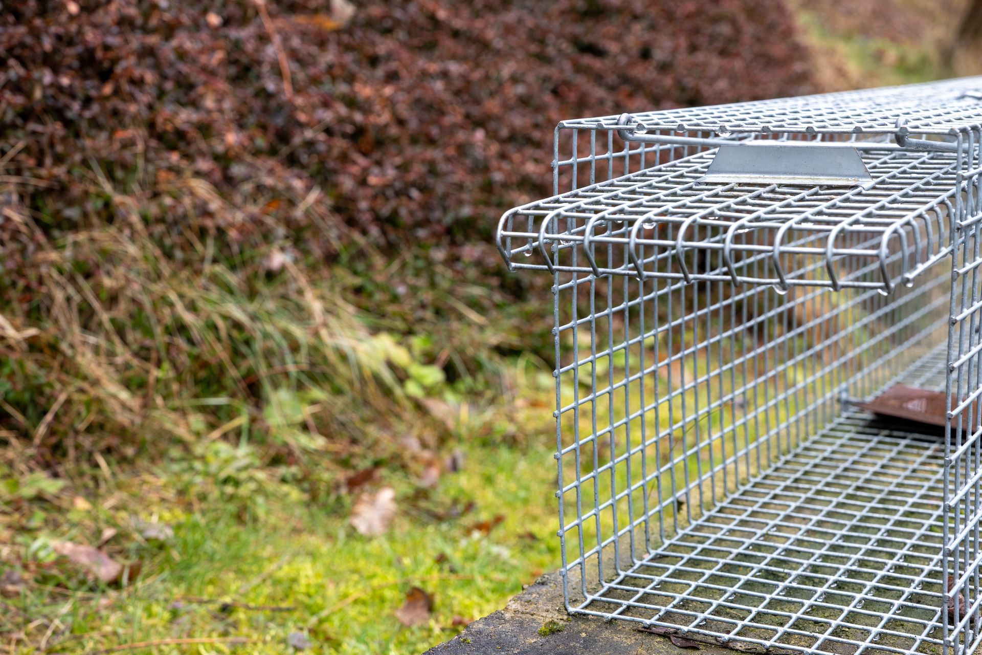 Empty wire live animal trap placed outdoors on grass and stone near bushes