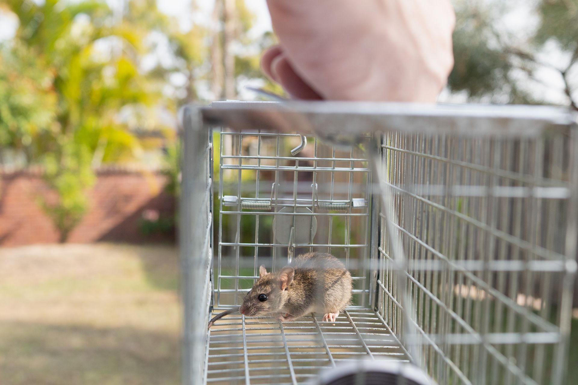 Mouse inside a metal cage trap being held outdoors.