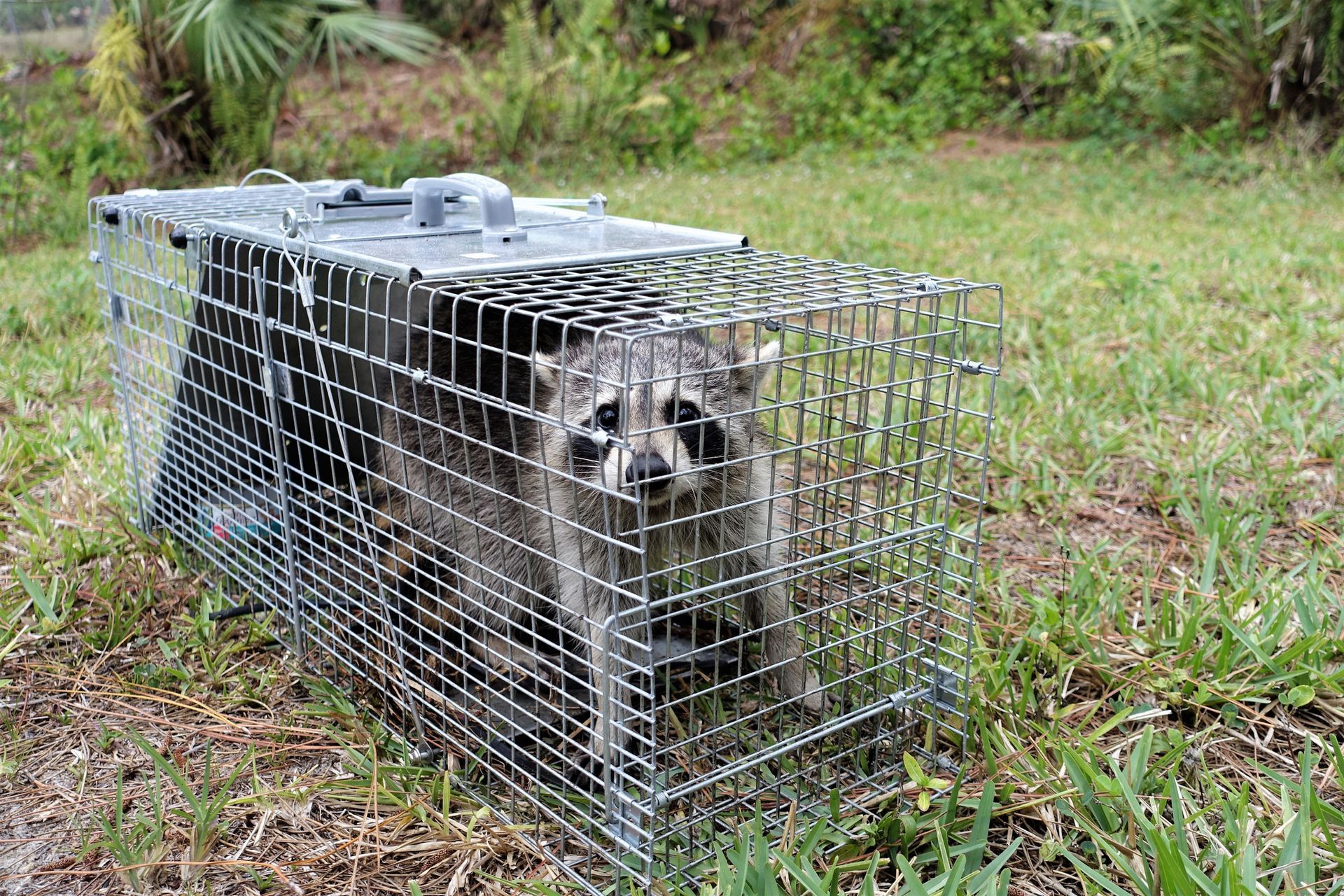Raccoon trapped inside a metal cage in a grassy outdoor setting.