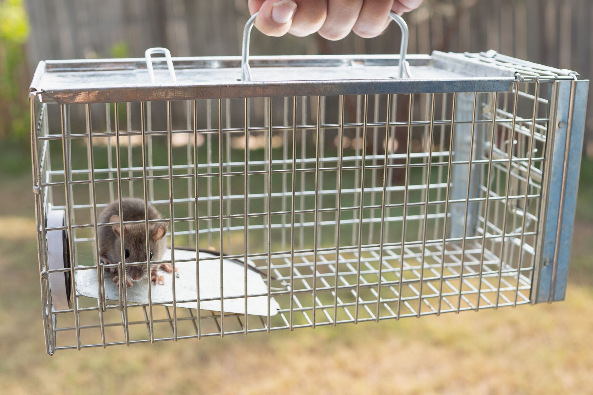 A person holding a live animal trap with a trapped mouse inside.
