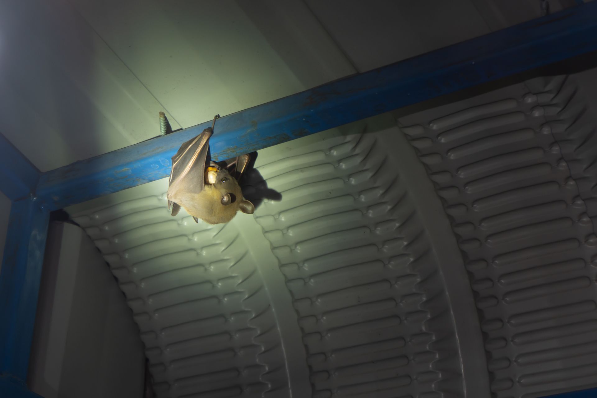 Bat hanging upside down on a blue beam inside a metal-paneled structure.