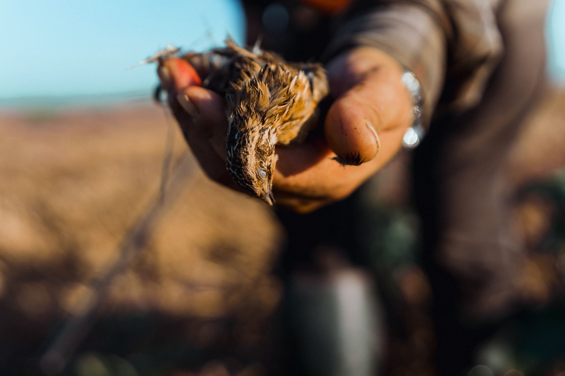 Close-up of a person's hand holding a small, dried bird. The setting is outdoors, possibly a field.