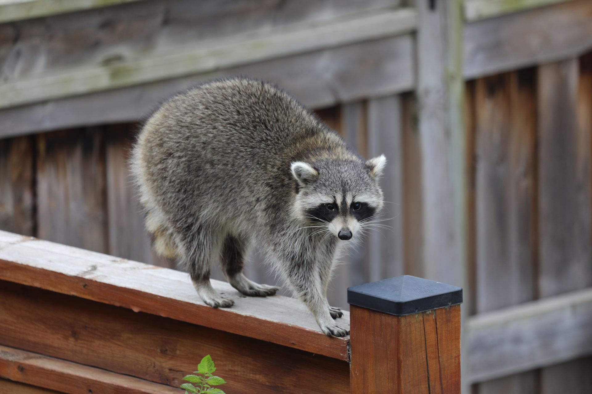 Raccoon walking along a wooden fence in a yard, black mask visible.