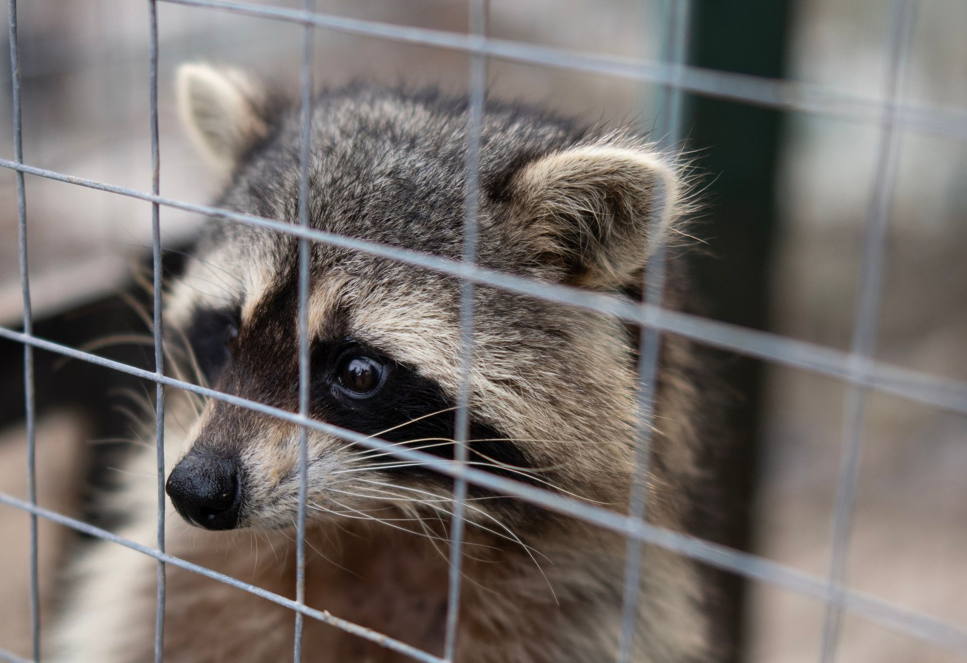 Raccoon behind a wire fence; it looks sad, with black eyes and gray and brown fur.