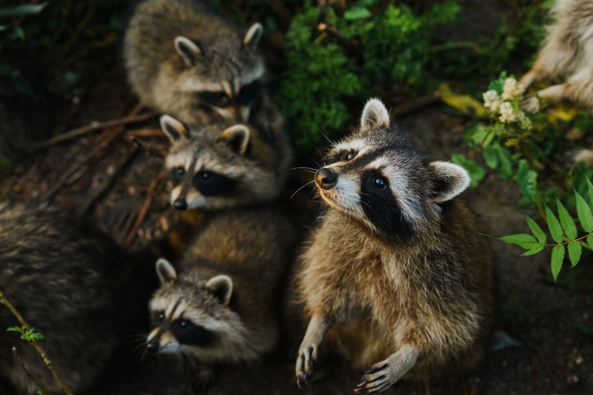 Raccoon peeks out from a wall corner, next to a yellow and black chainsaw.