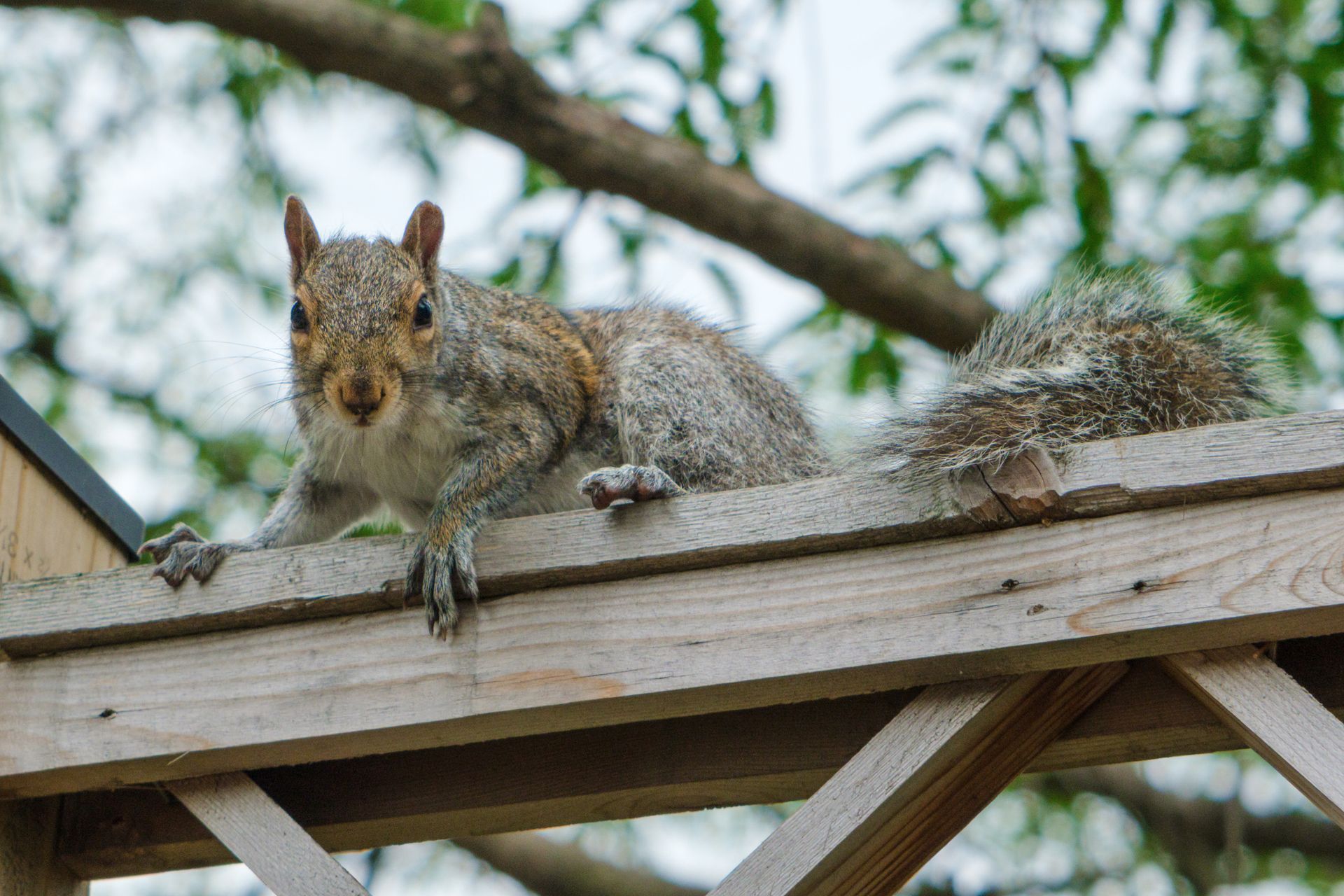 Squirrel on wooden structure with trees in the background.