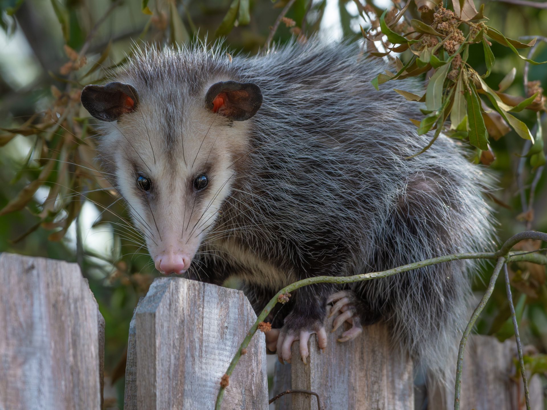 Close-up of an opossum grasping a wooden fence with its feet.