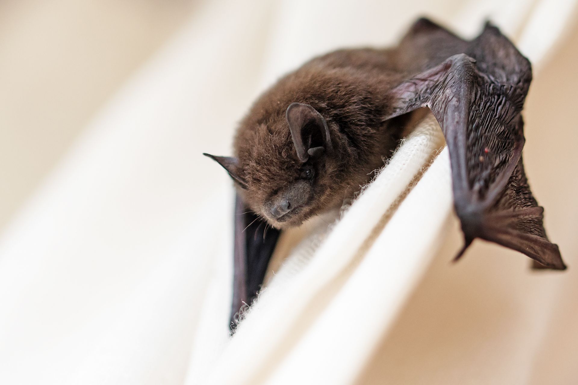 Brown bat with wings outstretched resting on a white fabric.