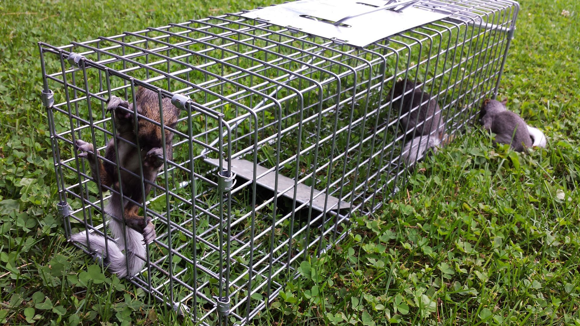 Three gray squirrels in a wire cage trap on green grass, one trying to escape, others trapped.