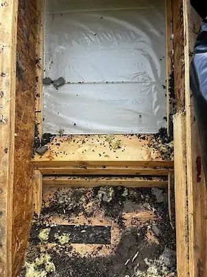 Inside view of a wooden structure, possibly an attic, covered in debris and black mold, with a plastic sheet.