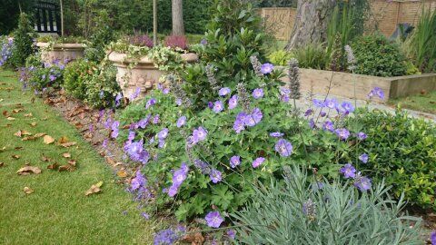 A garden filled with lots of purple flowers and green plants.