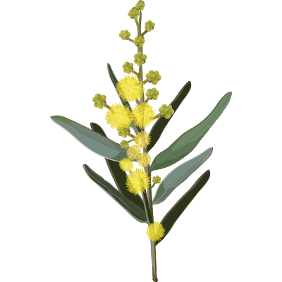native australian plant