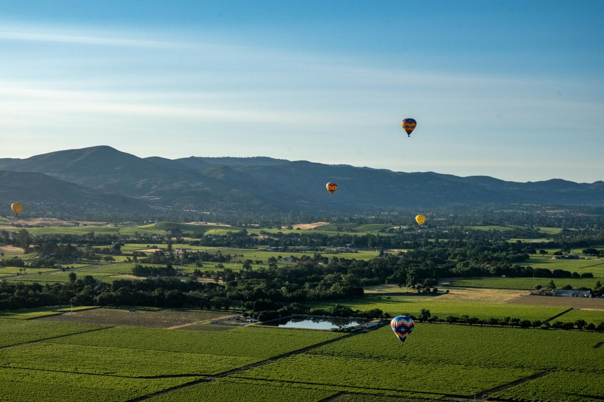 A group of hot air balloons are flying over a vineyard.