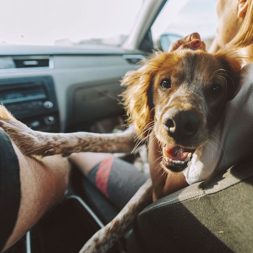 A dog is sitting in the front seat of a car
