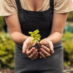 Planting Seedling
