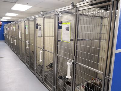 Friends of Metro Animal Services | Louisville, KY