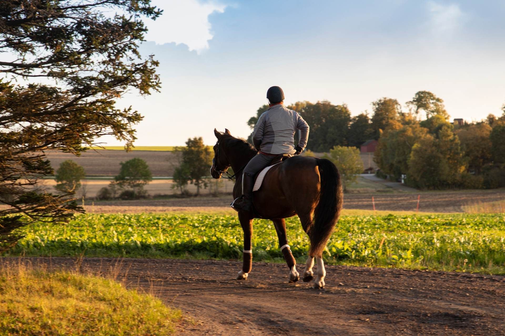 a rider in a riding suit on a big horse against the background of the fields
