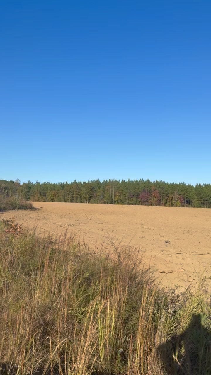 A wide, tilled brown field under a clear blue sky, bordered by a line of green pine trees.